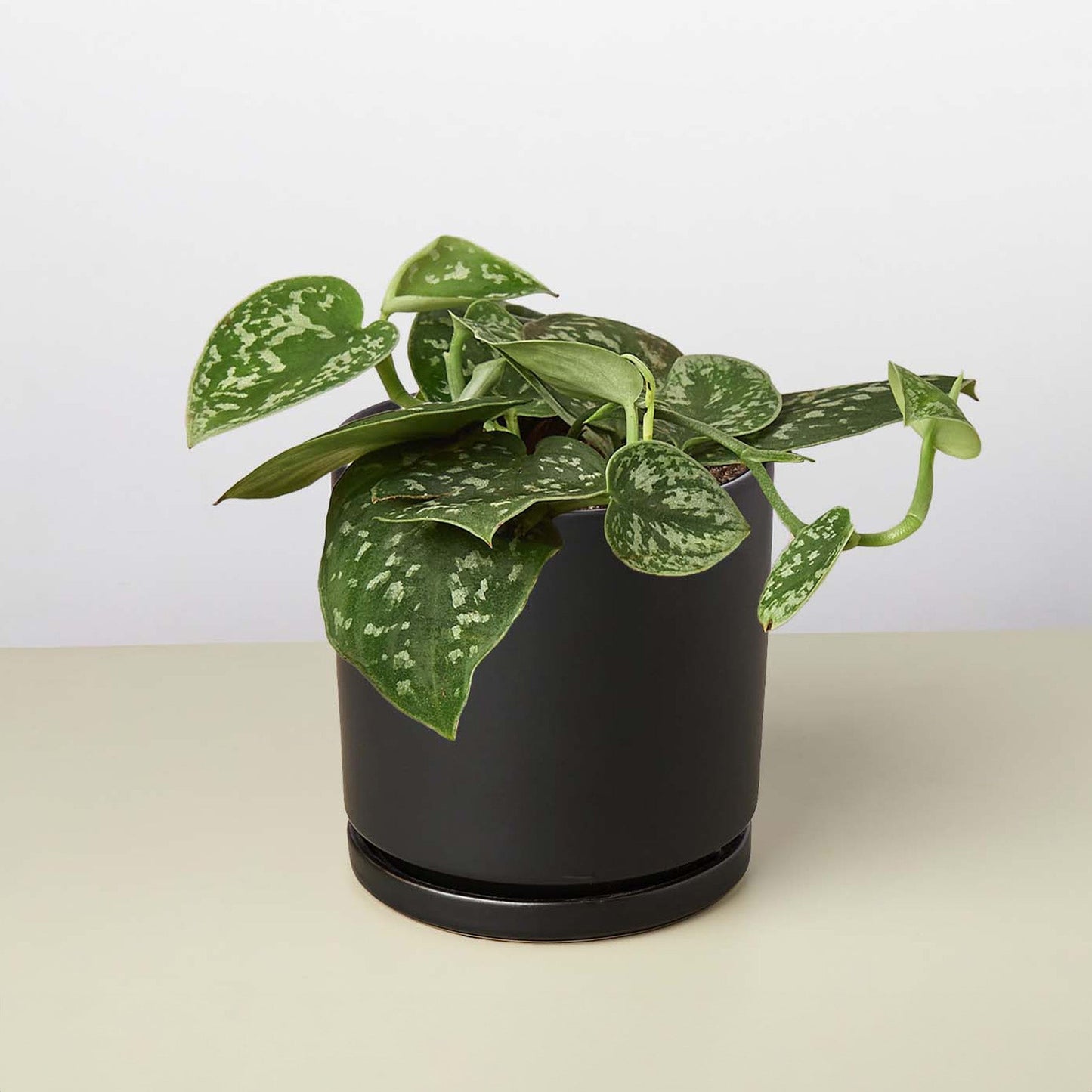 Pothos Satin indoor plant with variegated green leaves in a black pot, trailing vines on Tampa Home & Garden Store