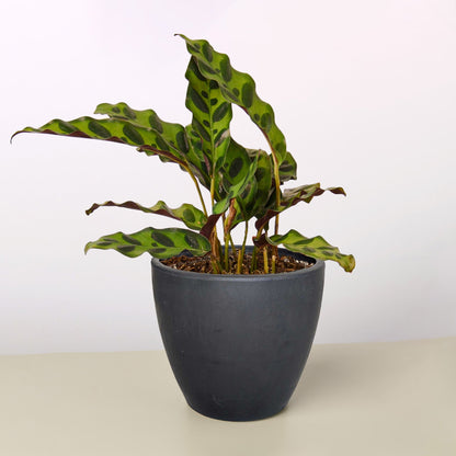 Calathea Lancifolia Rattlesnake indoor plant with green leaves and purple underside on Tampa Home & Garden Store