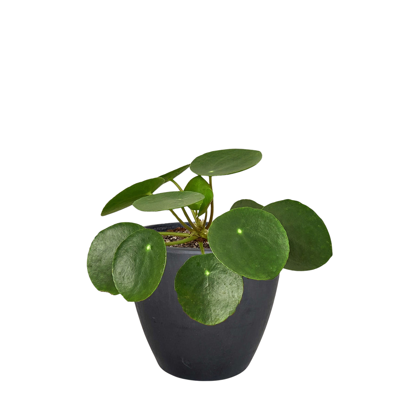 Pilea Peperomioides money plant with round green leaves in black pot Rooted Treasures Farms on Tampa Home & Garden Store