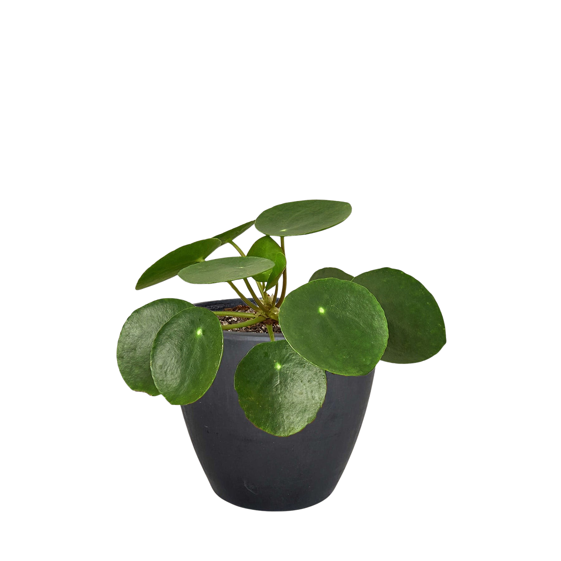 Pilea Peperomioides money plant with round green leaves in black pot Rooted Treasures Farms on Tampa Home & Garden Store