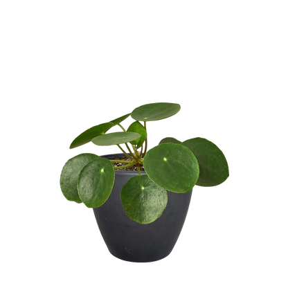 Pilea Peperomioides money plant with round green leaves in black pot Rooted Treasures Farms on Tampa Home & Garden Store