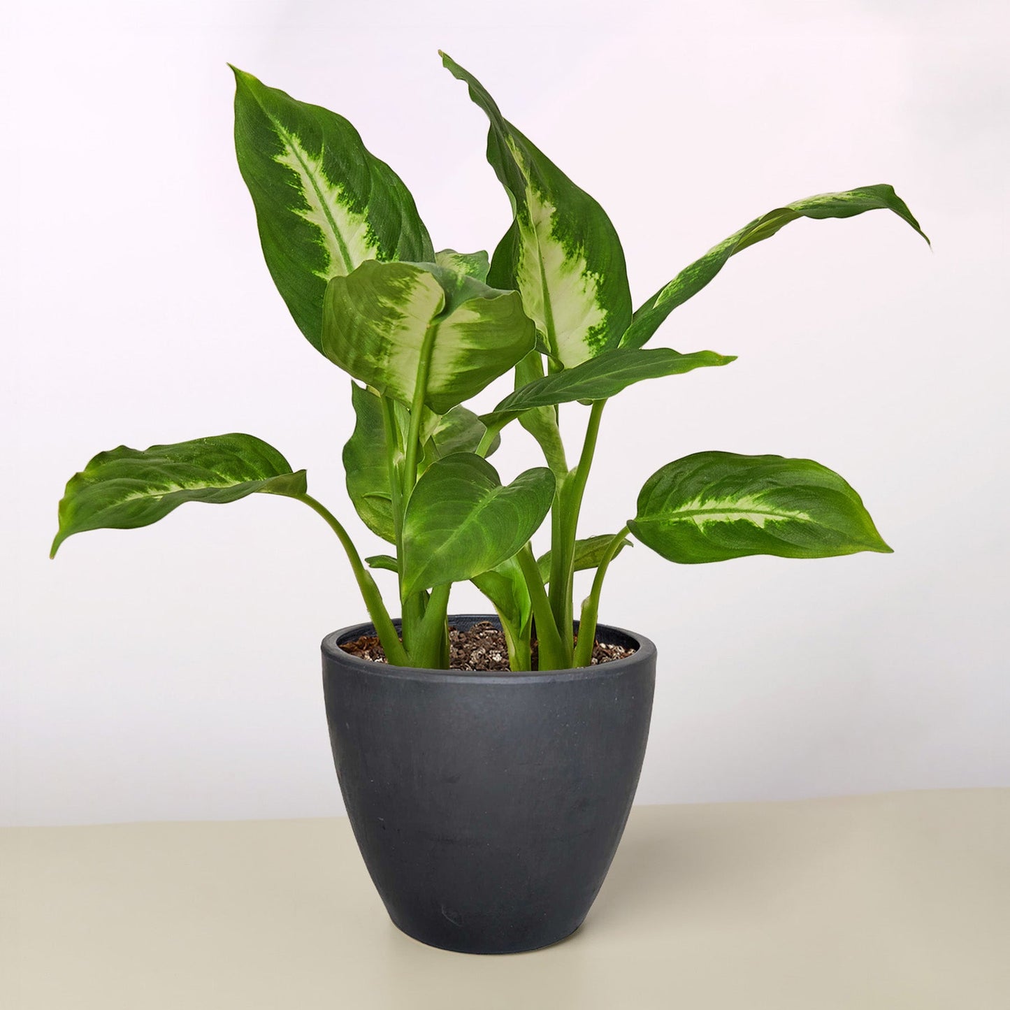 Dieffenbachia Camille indoor plant with variegated green and cream leaves in a dark pot on Tampa Home & Garden Store