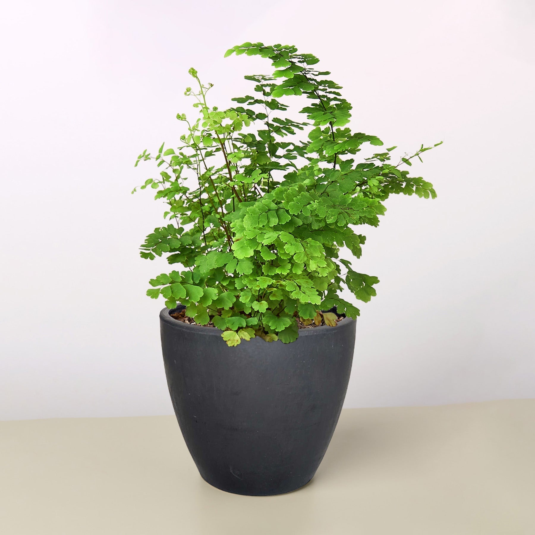 Maidenhair Fern indoor plant by Rooted Treasures Farms with bright green fronds in a black pot on Tampa Home & Garden Store