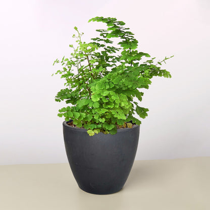 Maidenhair Fern indoor plant by Rooted Treasures Farms with bright green fronds in a black pot on Tampa Home & Garden Store