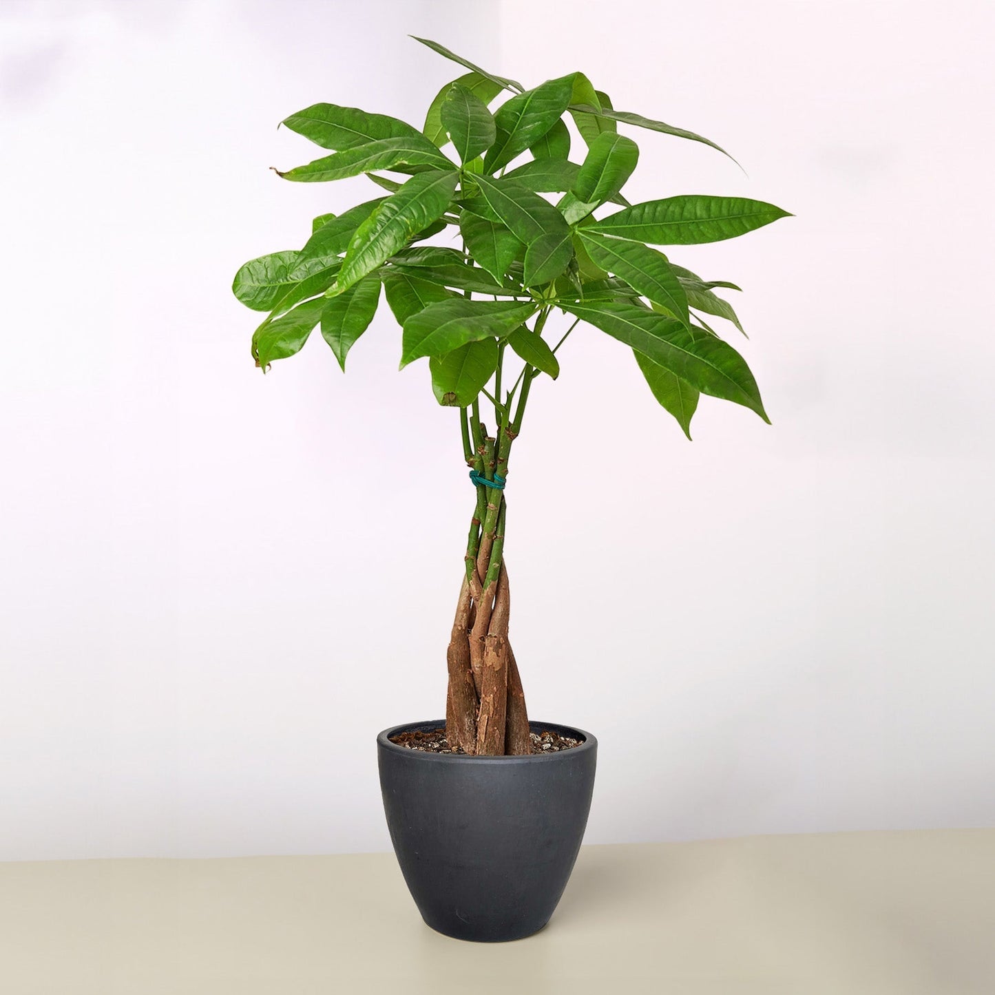 Money Tree Pachira Braid indoor plant with braided trunk in gray pot Rooted Treasures Farms on Tampa Home & Garden Store
