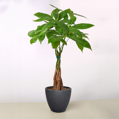 Money Tree Pachira Braid indoor plant with braided trunk in gray pot Rooted Treasures Farms on Tampa Home & Garden Store