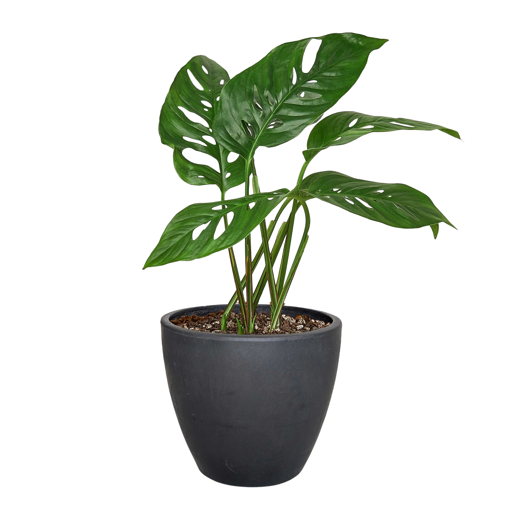 Monstera Adansonii Swiss Cheese plant in a black 6-inch nursery pot with fenestrated leaves on Tampa Home & Garden Store