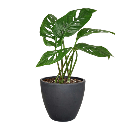 Monstera Adansonii Swiss Cheese plant in a black 6-inch nursery pot with fenestrated leaves on Tampa Home & Garden Store