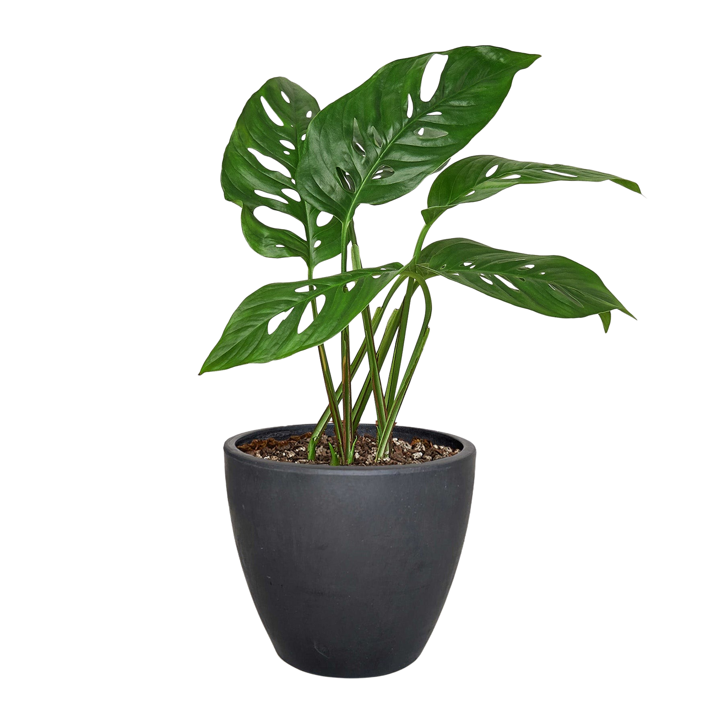 Monstera Adansonii Swiss Cheese indoor plant with green perforated leaves in a black pot on Tampa Home & Garden Store