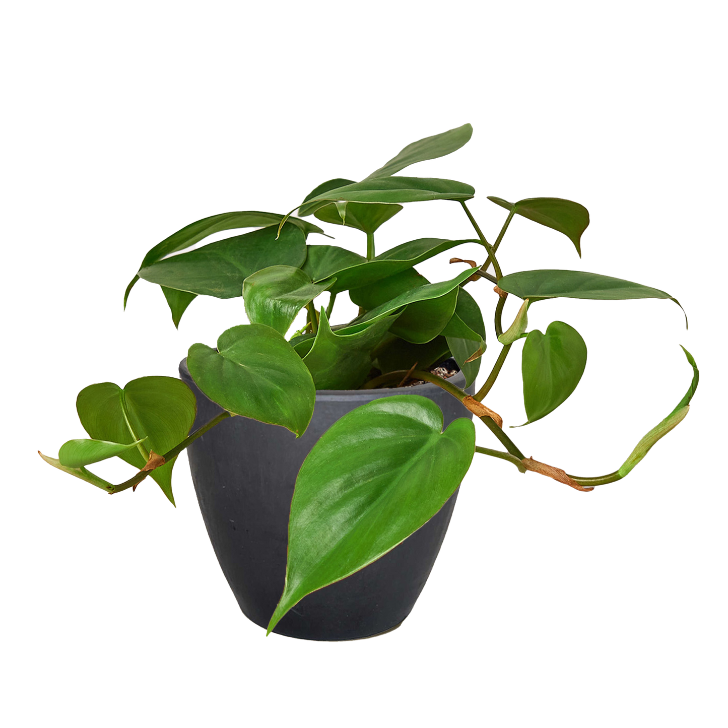 Philodendron Cordatum indoor plant with trailing green heart-shaped leaves in a dark pot on Tampa Home & Garden Store