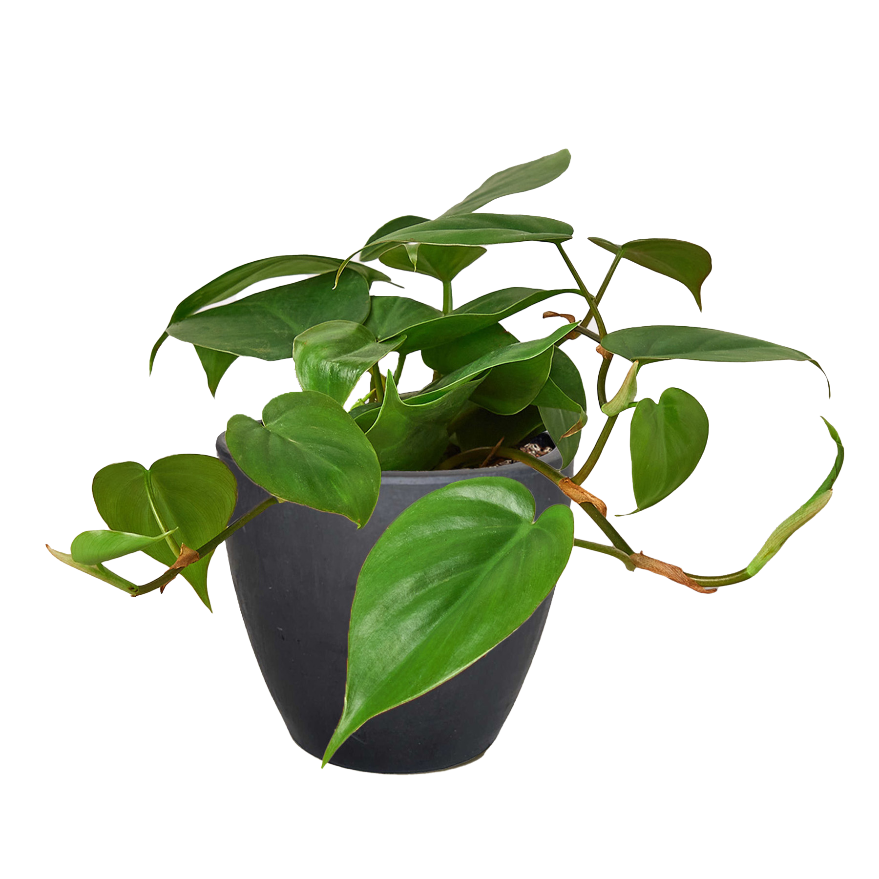 Philodendron Cordatum indoor plant with trailing green heart-shaped leaves in a dark pot on Tampa Home & Garden Store