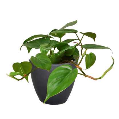 Philodendron Cordatum indoor plant with trailing green heart-shaped leaves in a dark pot on Tampa Home & Garden Store