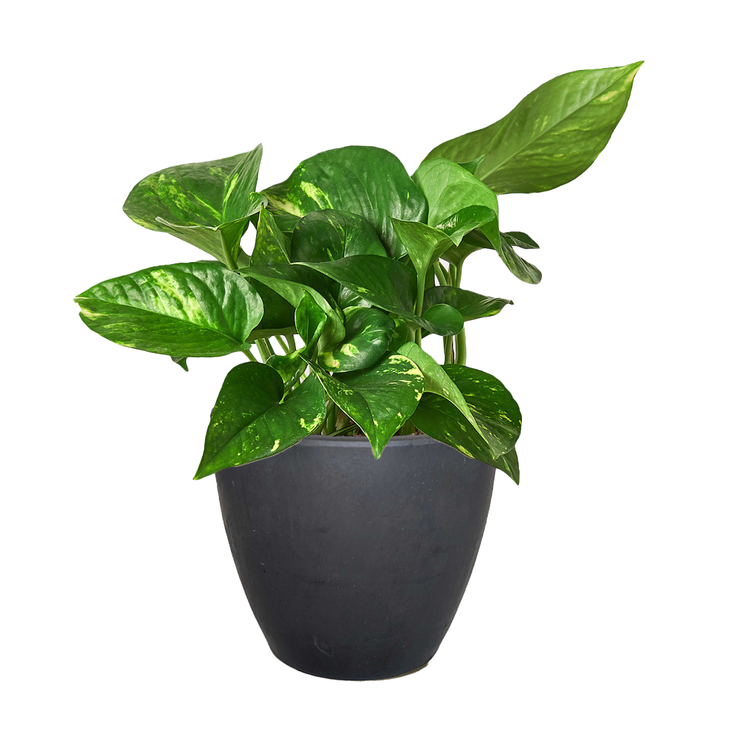 Pothos Golden indoor plant with variegated green and yellow leaves in a black pot on Tampa Home & Garden Store