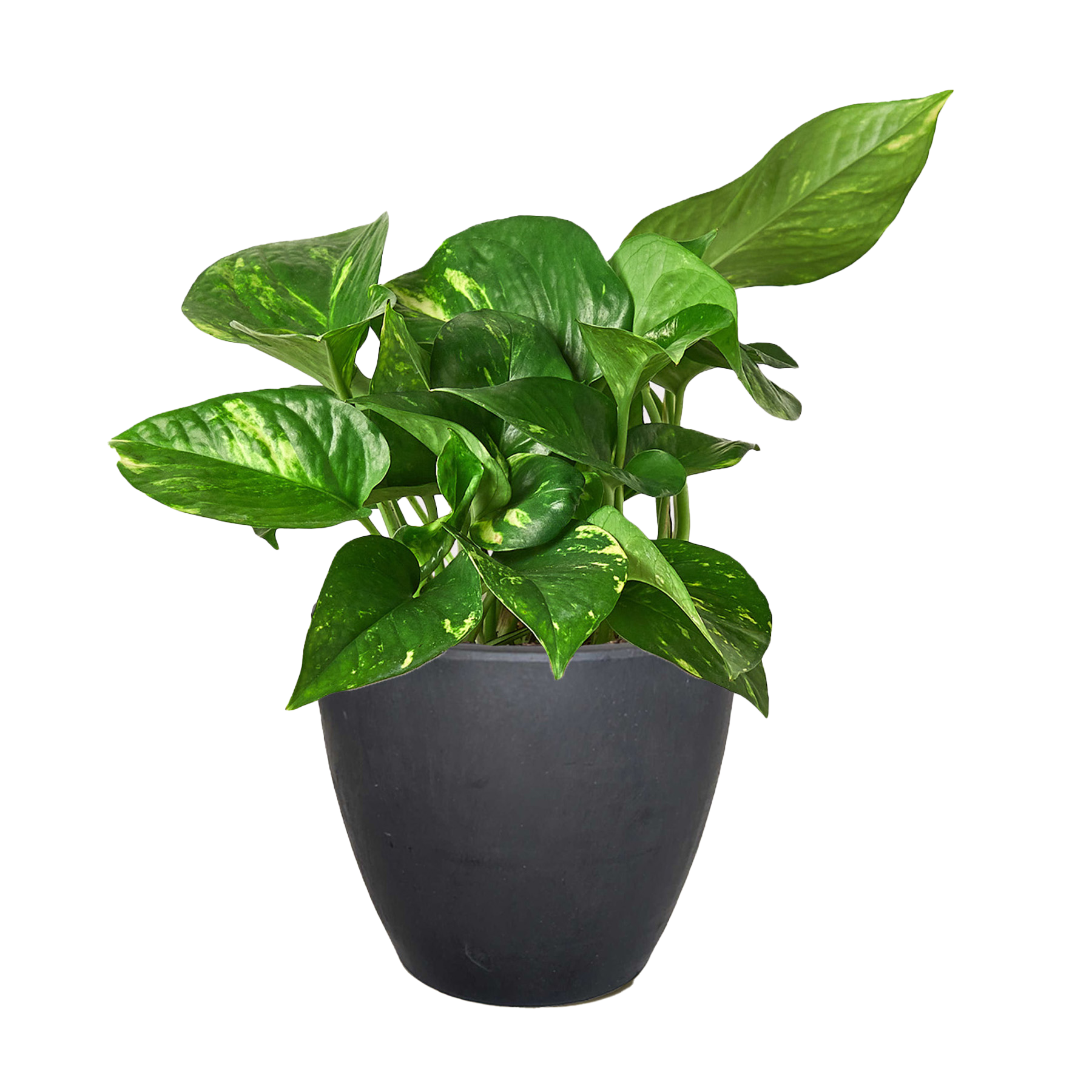 Pothos Golden indoor plant with variegated green and yellow leaves in a black pot on Tampa Home & Garden Store