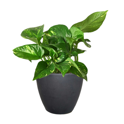 Pothos Golden indoor plant with variegated green and yellow leaves in a black pot on Tampa Home & Garden Store