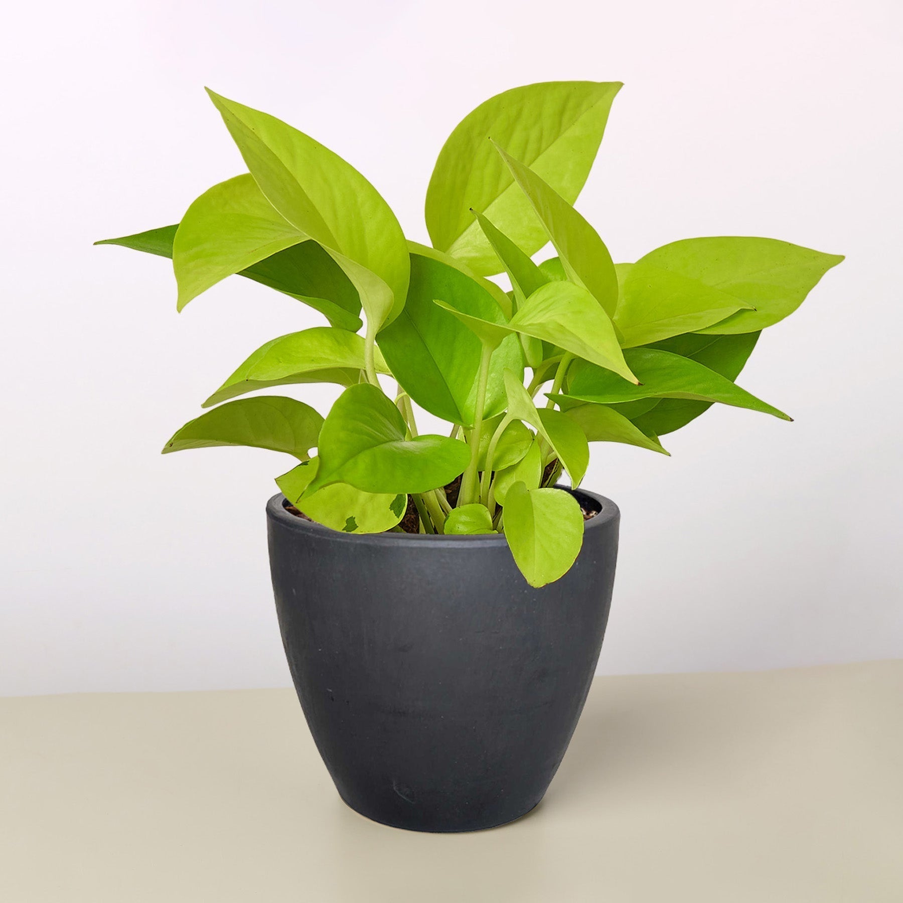 Pothos Neon indoor plant with lime-green leaves in a dark pot Rooted Treasures Farms on Tampa Home & Garden Store