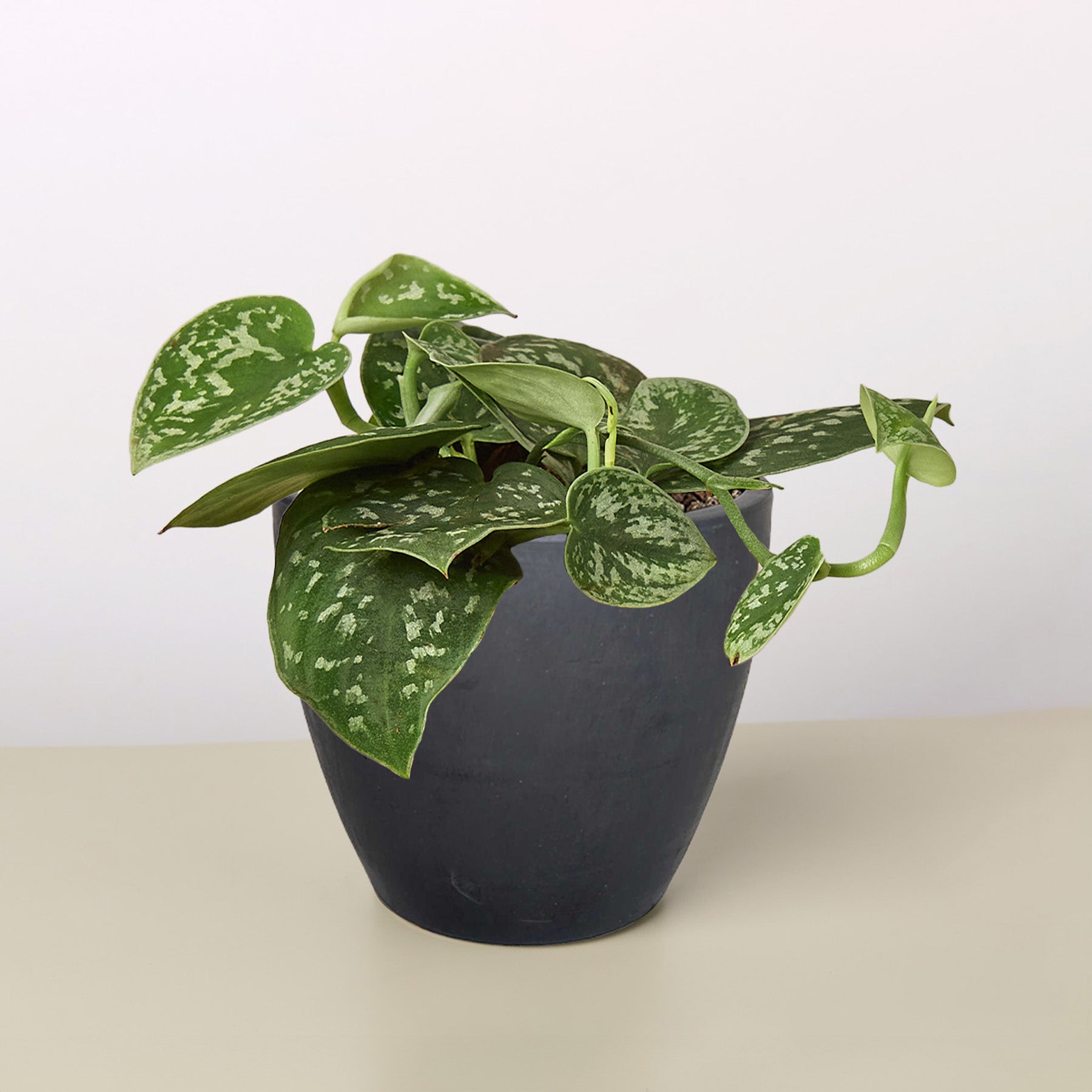 Pothos Satin indoor plant with green leaves and silver marbling in a dark pot on Tampa Home & Garden Store