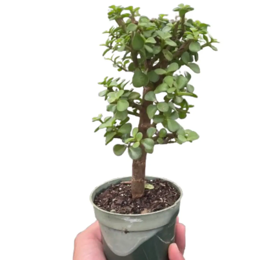 Bonsai Jade Dwarf Green indoor plant with rounded jade leaves in a small green ceramic pot on Tampa Home & Garden Store