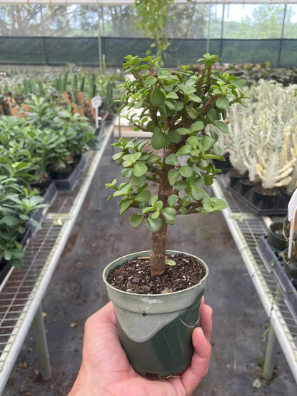 Bonsai Jade Dwarf Green Indoor Plant for Home