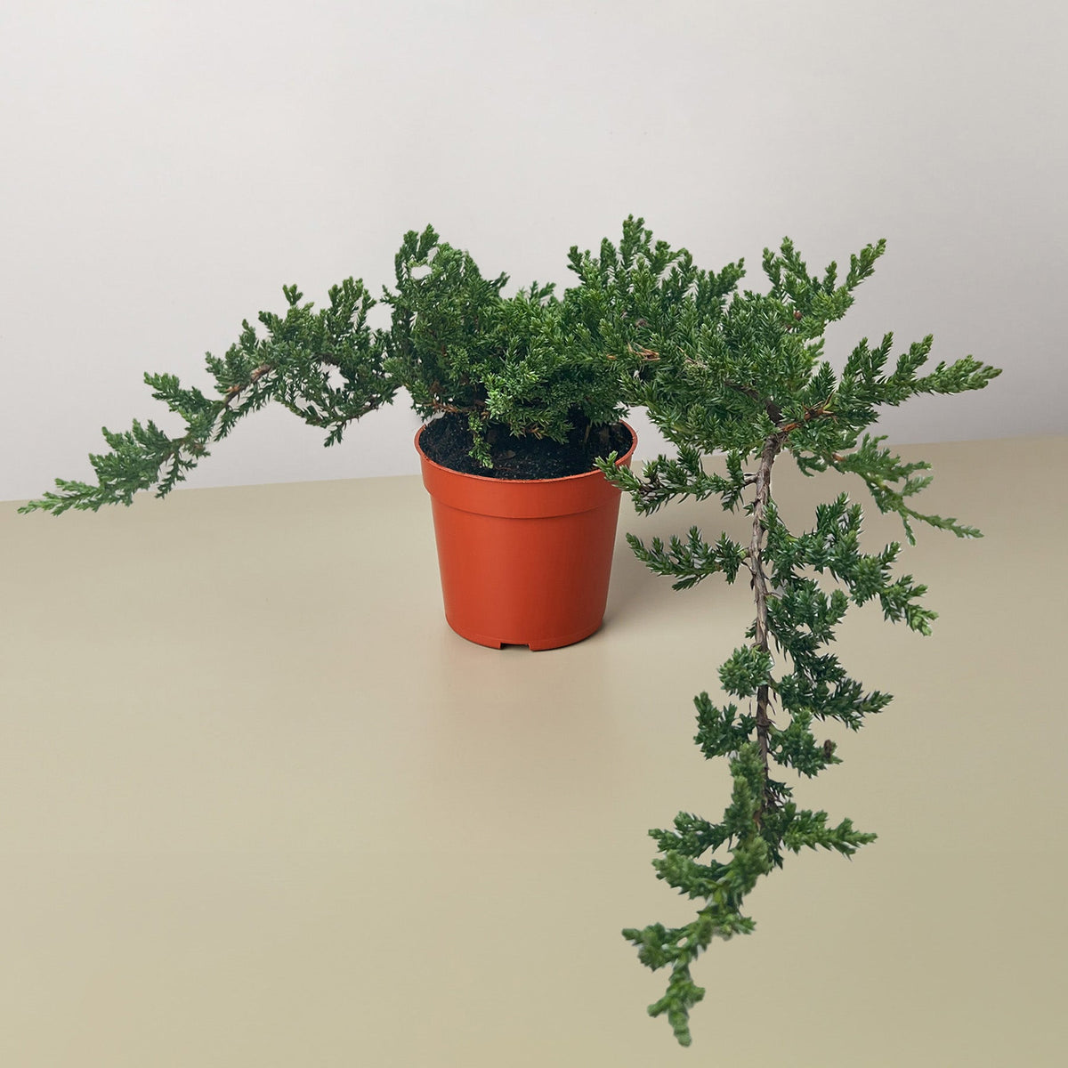 Bonsai Juniper in orange pot with dense cascading green foliage House Plant Shop on Tampa Home & Garden Store