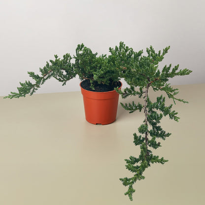 Bonsai Juniper in orange pot with dense cascading green foliage House Plant Shop on Tampa Home & Garden Store