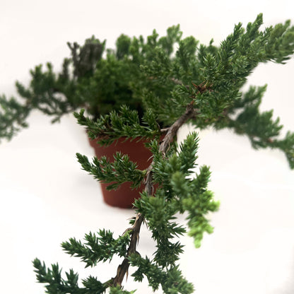 Small Juniper Bonsai Tree For Indoor and Home Use