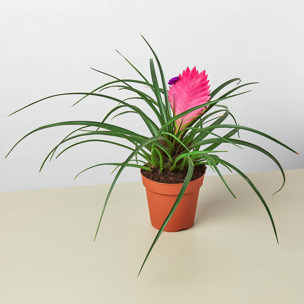 Bromeliad Cyanea Pink Quill indoor plant with pink bract and green leaves in terracotta pot on Tampa Home & Garden Store