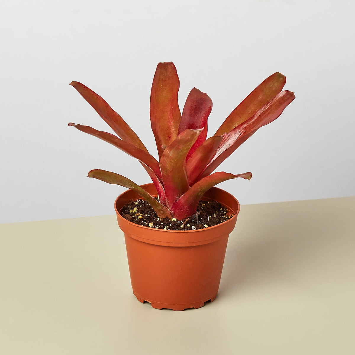 Bromeliad Fireball indoor plant with red-orange leaves in terracotta pot House Plant Shop on Tampa Home & Garden Store