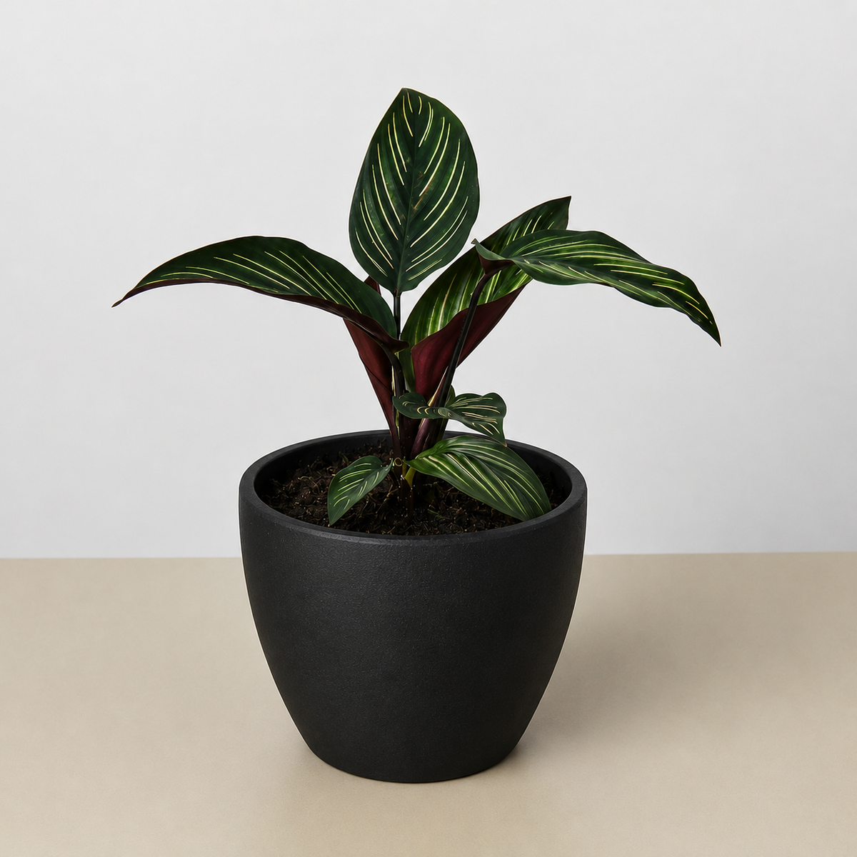 Calathea Beauty Star indoor plant House Plant Shop with dark green leaves in a black pot on Tampa Home & Garden Store