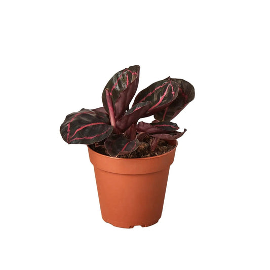Calathea Dottie 4in plant with dark burgundy leaves and pink veins in a terracotta pot on Tampa Home & Garden Store