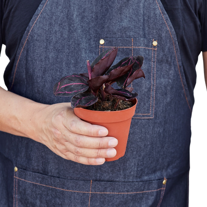 Calathea Dottie indoor potted plant with purple leaves in terracotta pot Rooted Treasures Farms on Tampa Home & Garden Store