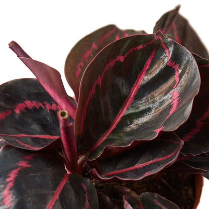 Calathea Dottie Indoor Plant With Pink Spots