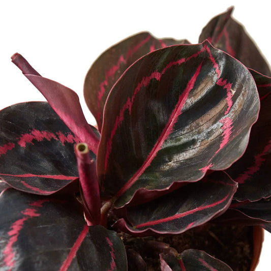 Calathea 'Dottie' 4-inch potted houseplant with dark leaves and pink variegation on Tampa Home & Garden Store