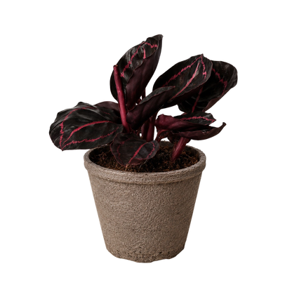 Calathea 'Dottie' potted plant in a clay pot with dark maroon leaves and pink veins on Tampa Home & Garden Store