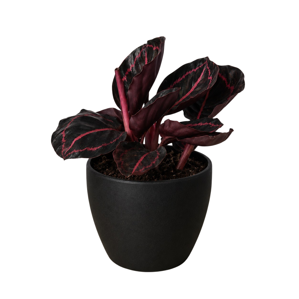 Calathea Dottie plant with burgundy leaves and pink veins in pot Rooted Treasures Farms on Tampa Home & Garden Store