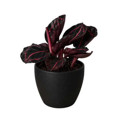 Calathea Dottie plant with burgundy leaves and pink veins in pot Rooted Treasures Farms on Tampa Home & Garden Store