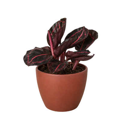 Calathea Dottie indoor plant with burgundy leaves and pink veins in terracotta pot on Tampa Home & Garden Store