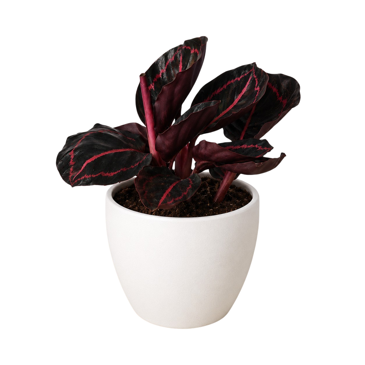 Calathea Dottie indoor plant with burgundy leaves and pink veins in a white pot on Tampa Home & Garden Store