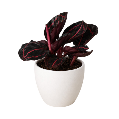 Calathea Dottie indoor plant with burgundy leaves and pink veins in a white pot on Tampa Home & Garden Store