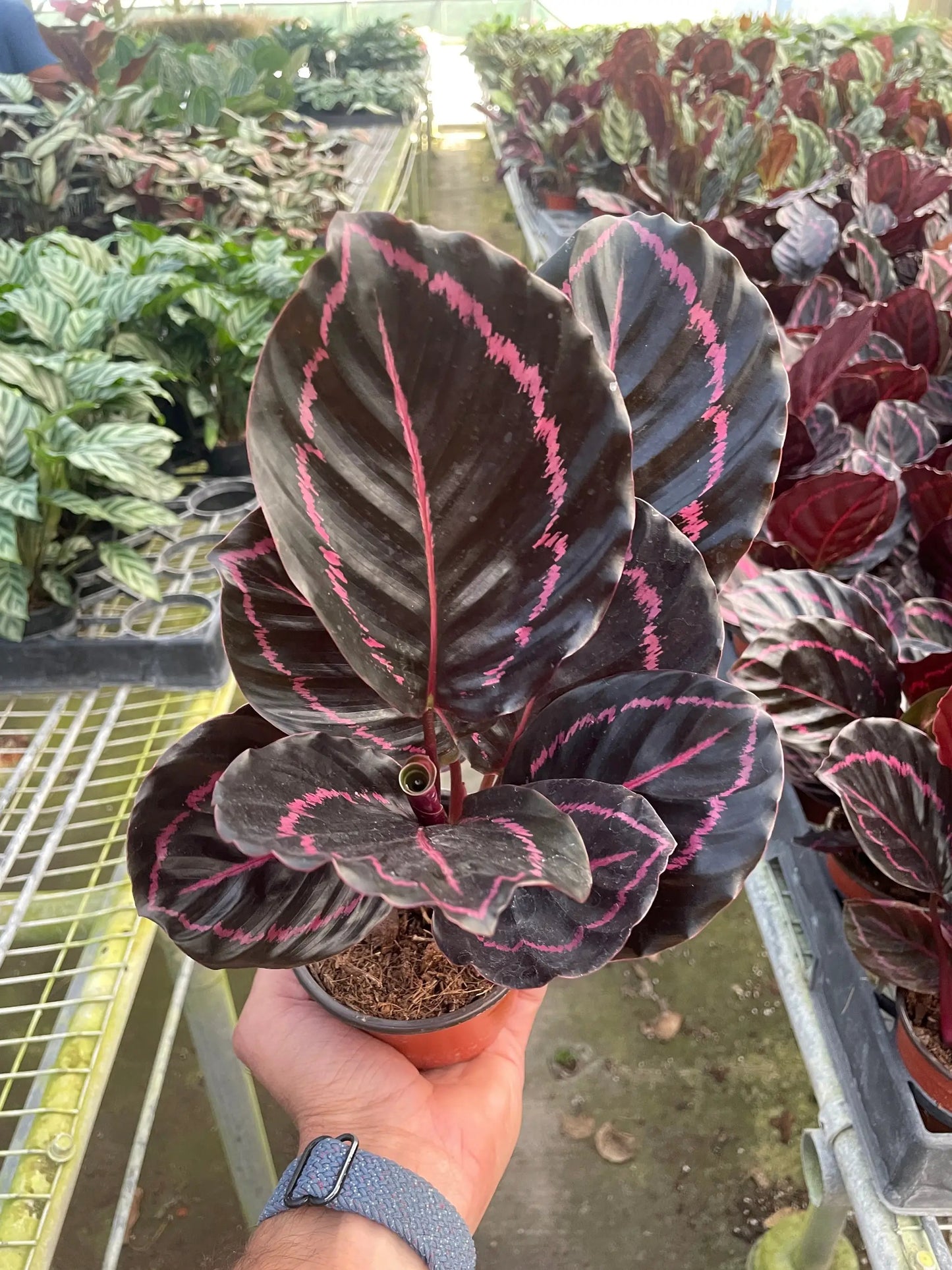Calathea Dottie Indoor Plant With Pink Spots