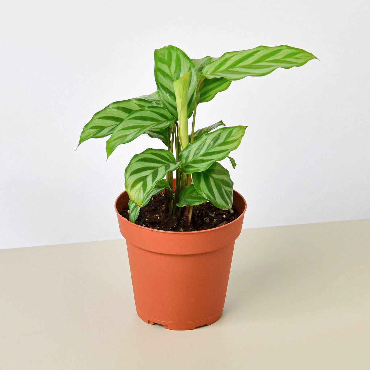 Calathea Concinna Freddie indoor plant with striped green leaves in terracotta pot on Tampa Home & Garden Store