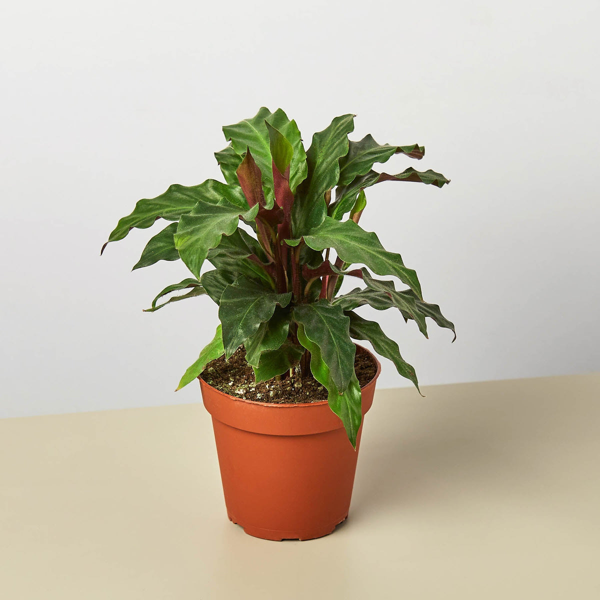 Calathea Rufibarba 'Furry Feather' indoor plant with green, wavy leaves and burgundy stems on Tampa Home & Garden Store