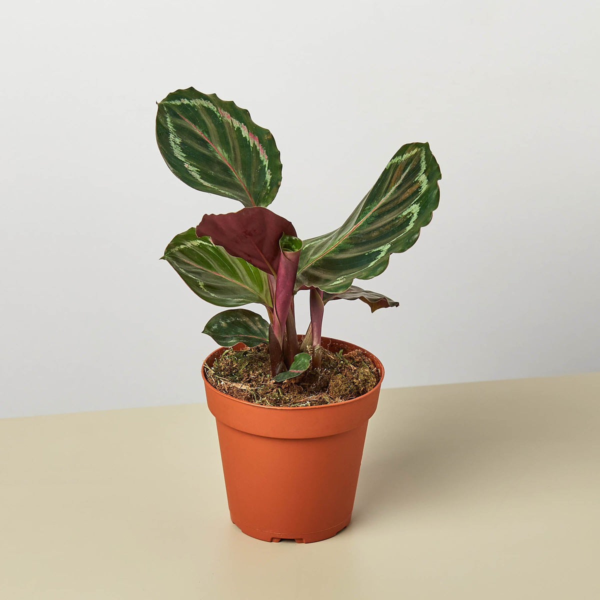 Calathea Roseopicta Medallion indoor plant with green variegated leaves in a terracotta pot on Tampa Home & Garden Store