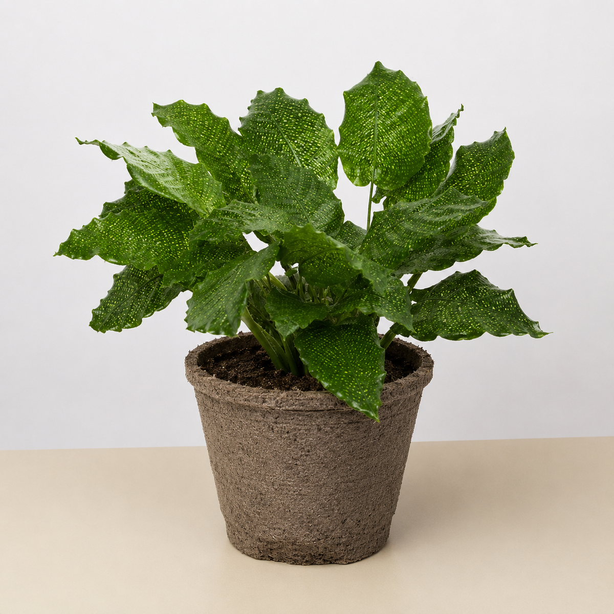Calathea Musaica 4-inch plant by House Plant Shop in a brown pot with green speckled leaves on Tampa Home & Garden Store