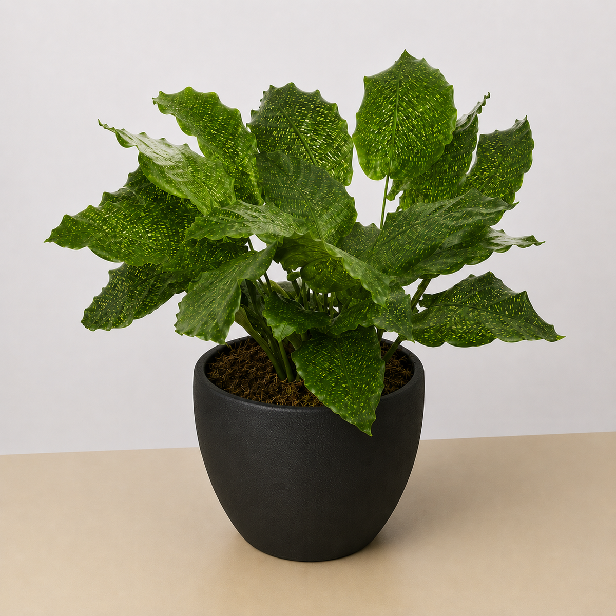 Calathea Musaica 4in plant with green speckled leaves in a black pot House Plant Shop on Tampa Home & Garden Store