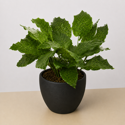 Calathea Musaica 4in plant with green speckled leaves in a black pot House Plant Shop on Tampa Home & Garden Store