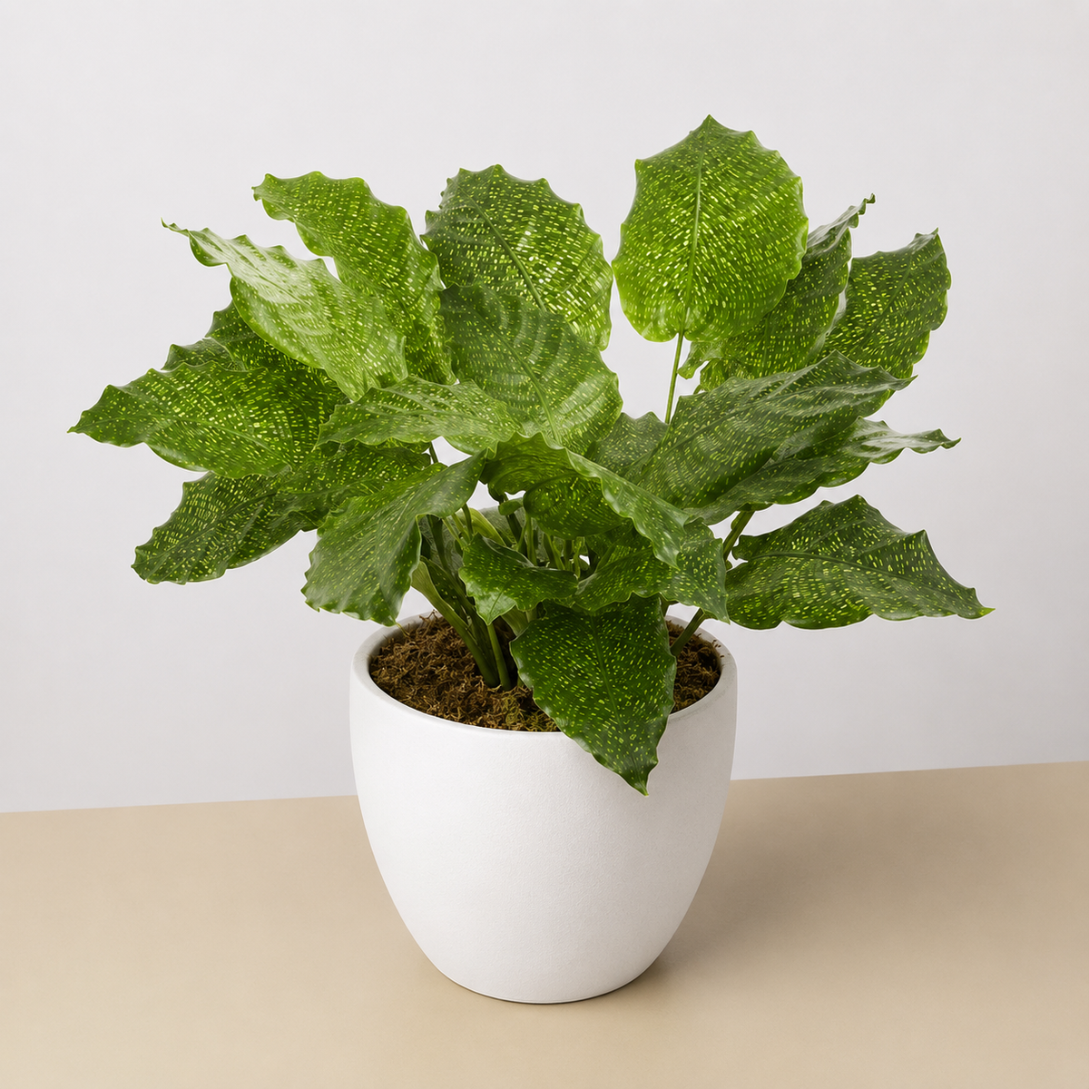 Calathea Musaica 4-inch Plant with variegated green leaves and yellow speckles in a white pot on Tampa Home & Garden Store