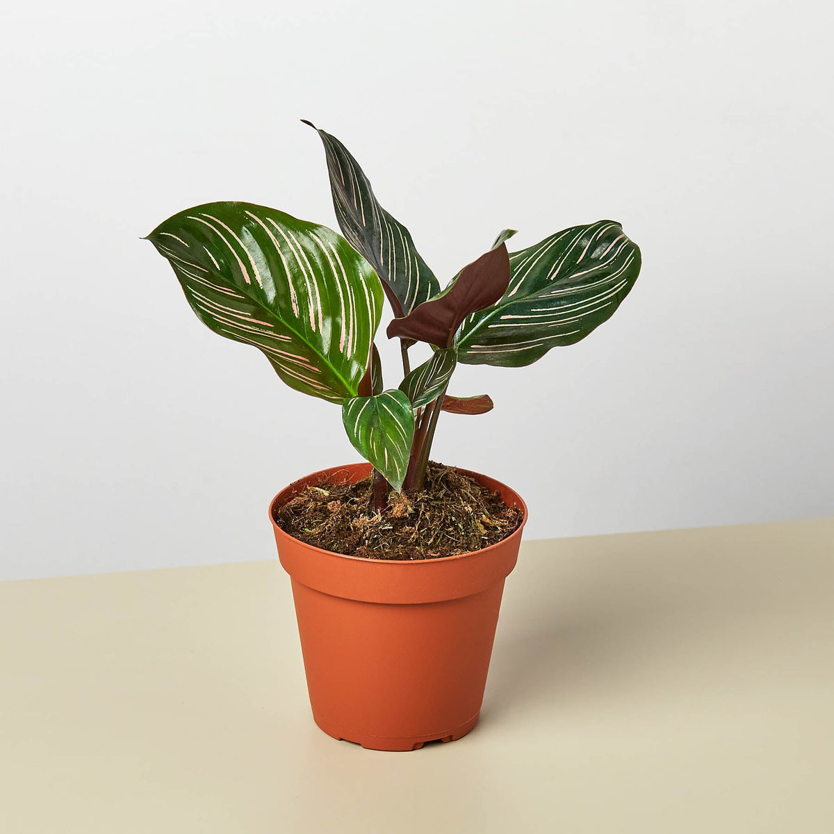 Calathea Ornata indoor plant with green leaves and pink striped veins in terracotta pot on Tampa Home & Garden Store