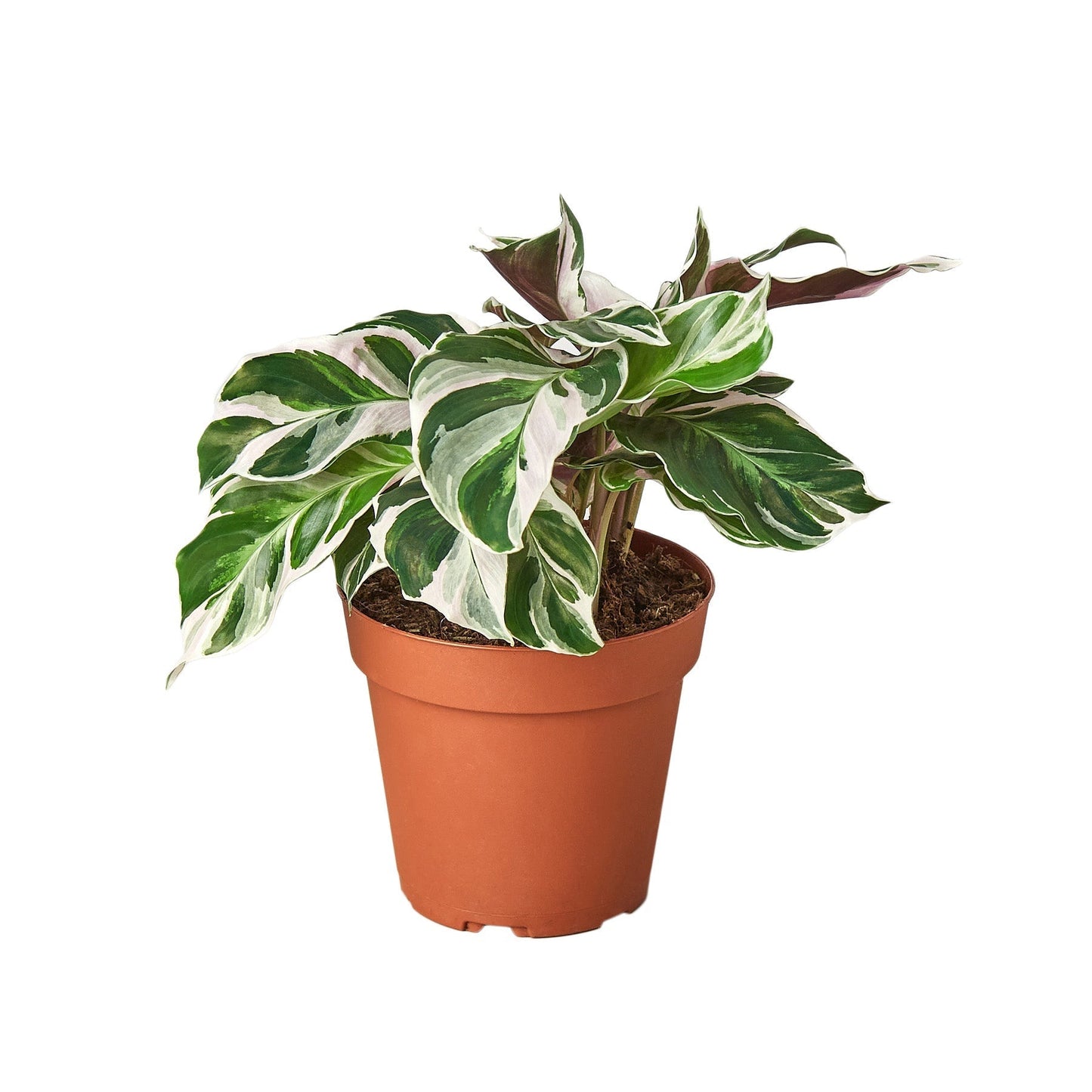 Calathea White Fusion plant in 4-inch nursery pot with green and white variegated leaves on Tampa Home & Garden Store