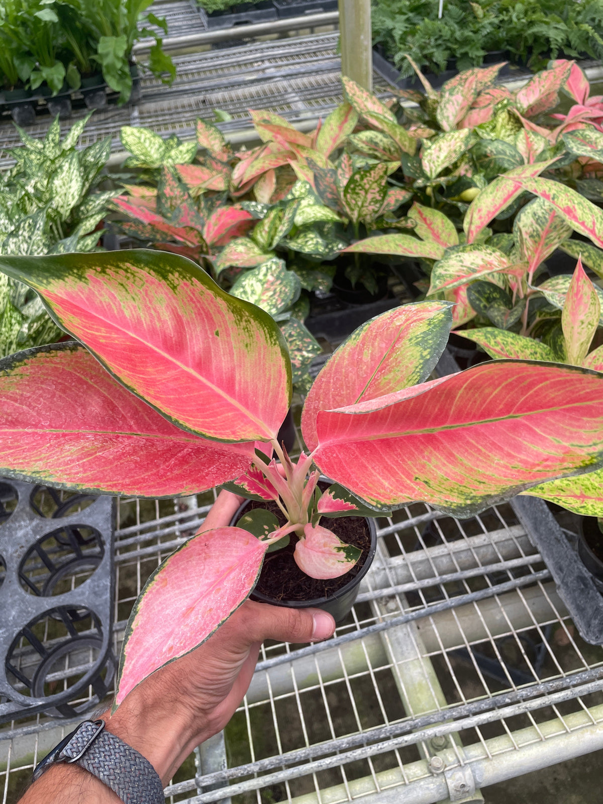 Chinese Evergreen Pink Pearl 4-inch plant with pink-green variegated leaves in pot on Tampa Home & Garden Store